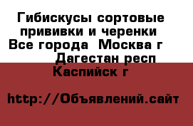 Гибискусы сортовые, прививки и черенки - Все города, Москва г.  »    . Дагестан респ.,Каспийск г.